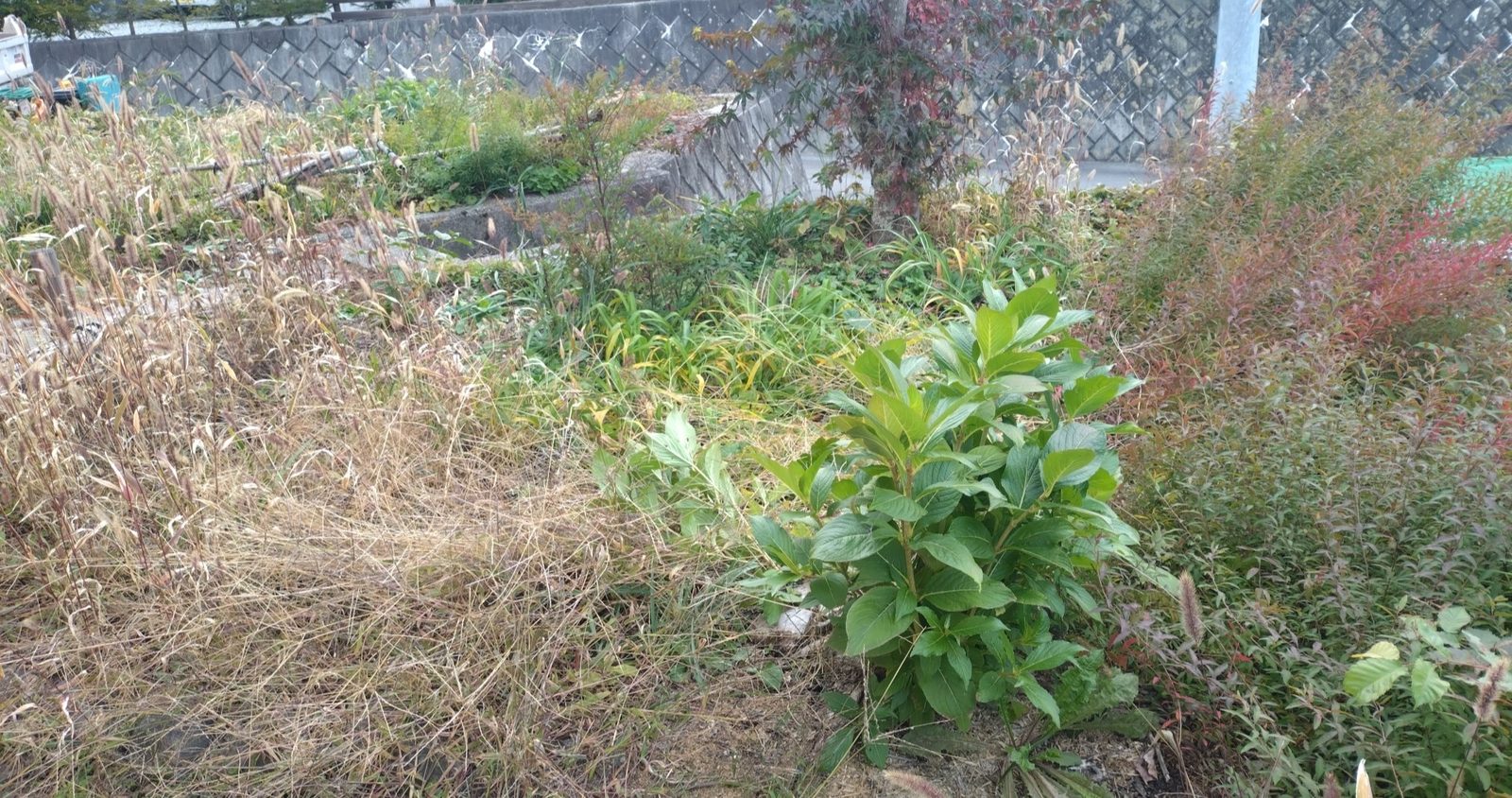 施工前:草木が伸び放題になっていた空き家の庭